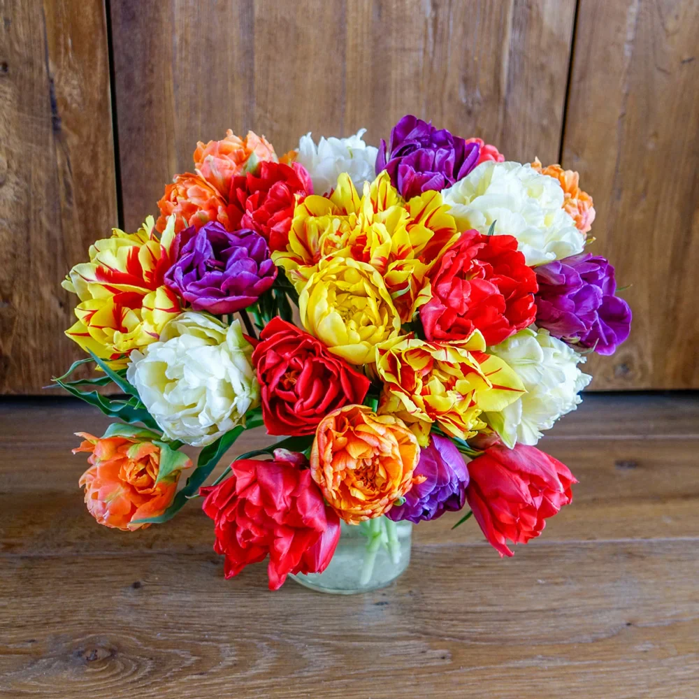 Double Late Tulip Mix - Image 4