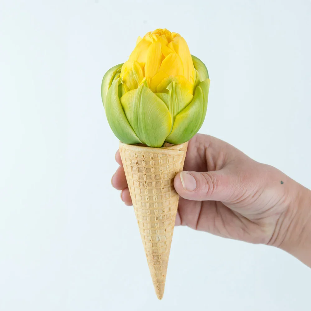 Double Peony Tulip Vanilla Coup - Image 2
