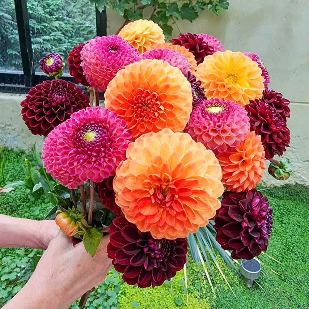 Drama Club Dahlia Blend