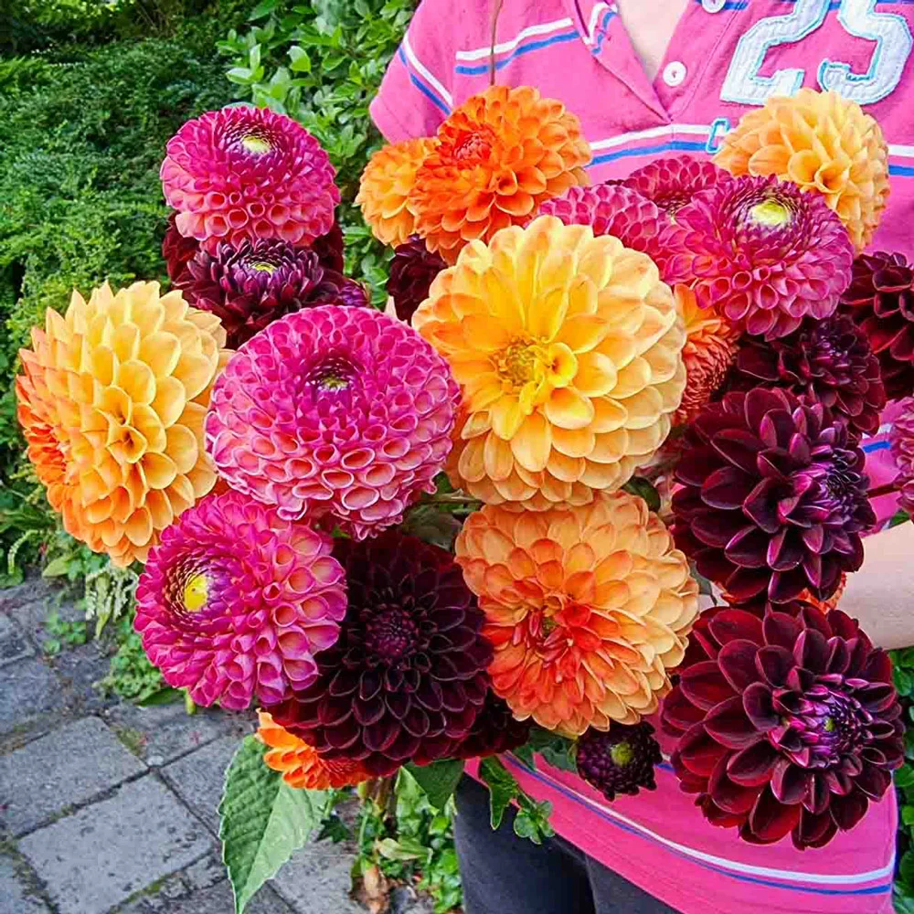 Drama Club Dahlia Blend - Image 2