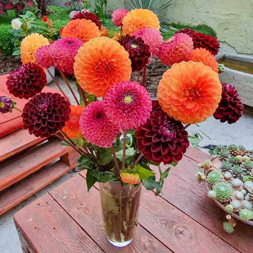 Drama Club Dahlia Blend - Image 3