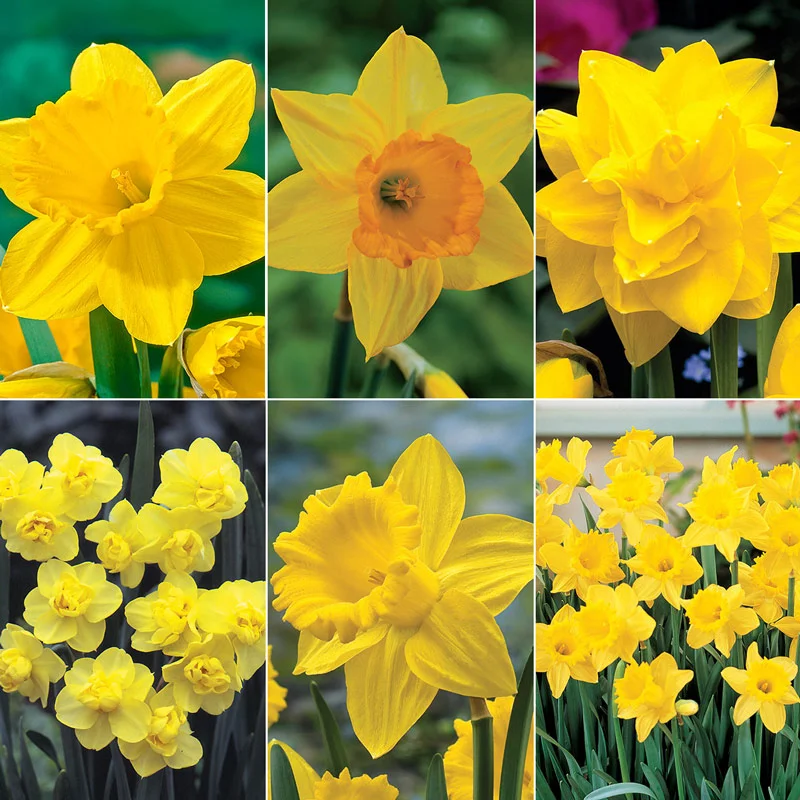 Drifts of Yellow Daffodil Collection