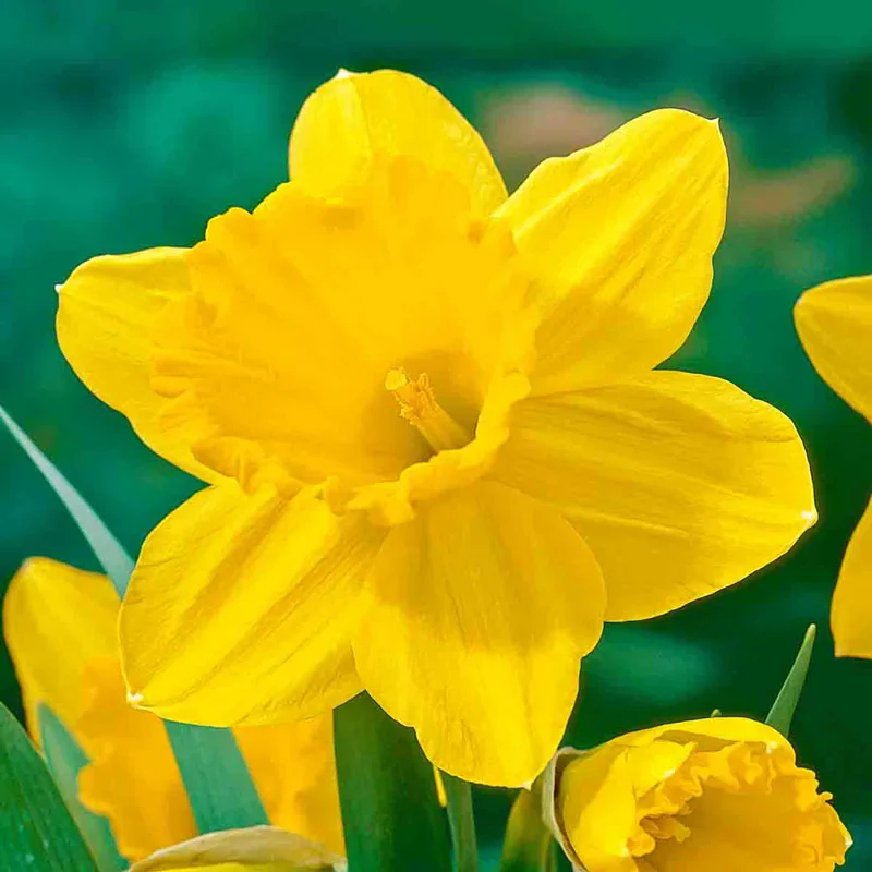 Drifts of Yellow Daffodil Collection - Image 2