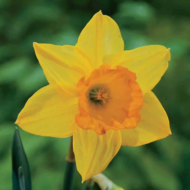Drifts of Yellow Daffodil Collection - Image 3