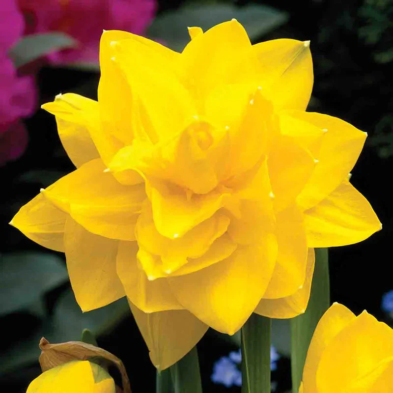Drifts of Yellow Daffodil Collection - Image 4
