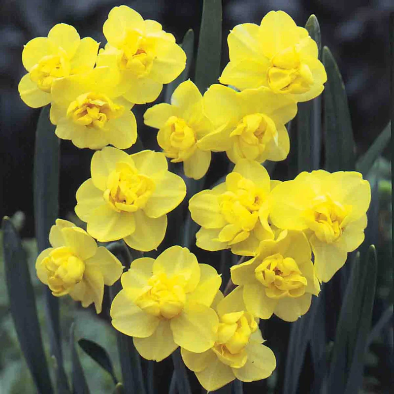 Drifts of Yellow Daffodil Collection - Image 5