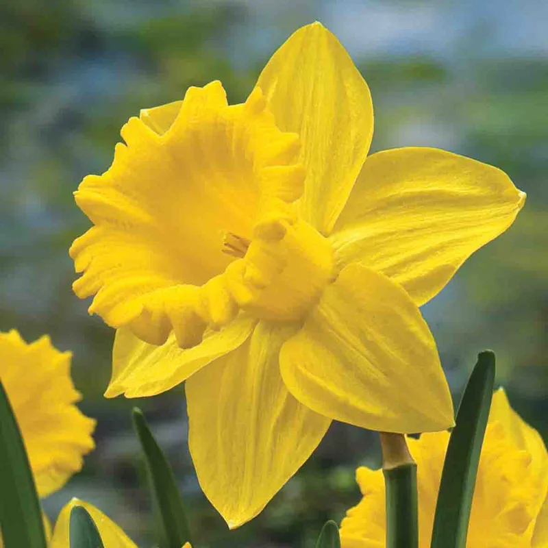 Drifts of Yellow Daffodil Collection - Image 6