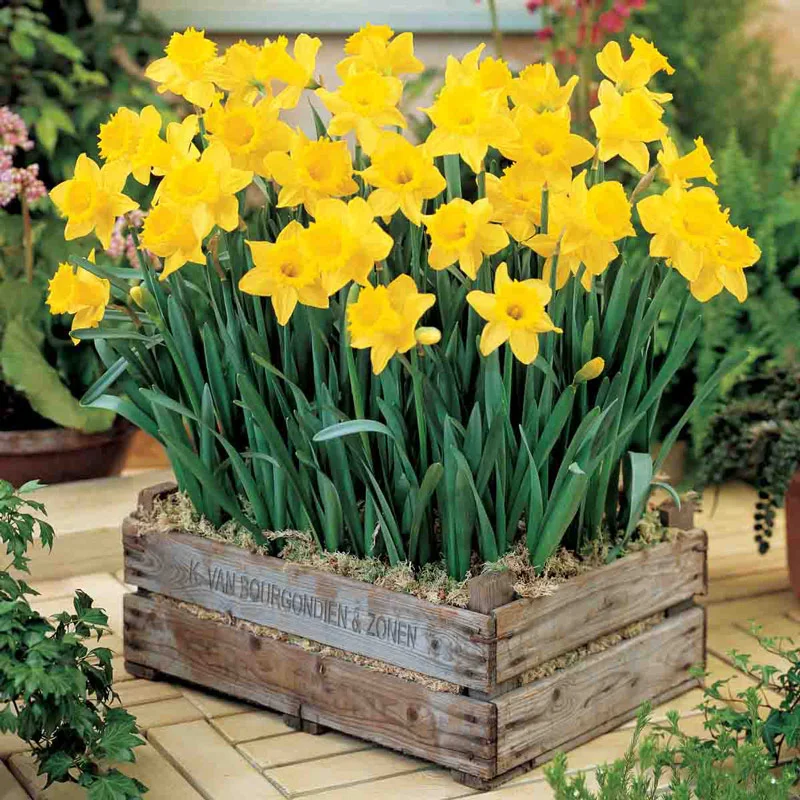 Drifts of Yellow Daffodil Collection - Image 7