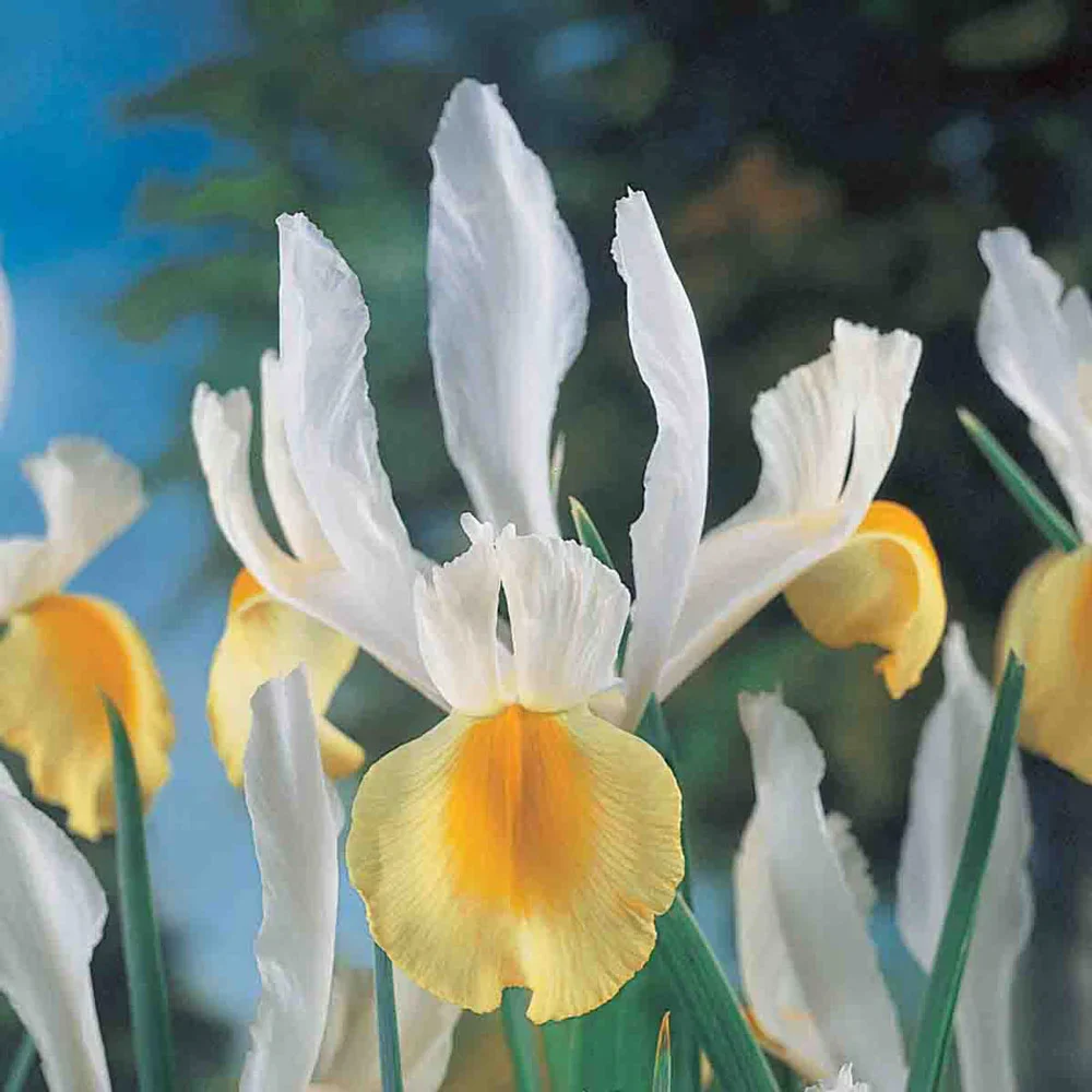 Dutch Iris Montecito
