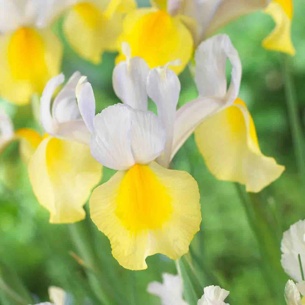 Dutch Iris Montecito - Image 2