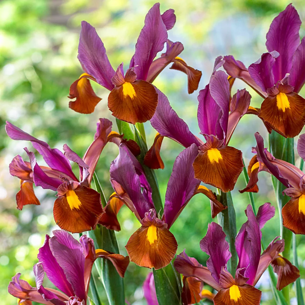 Dutch Iris Red Ember