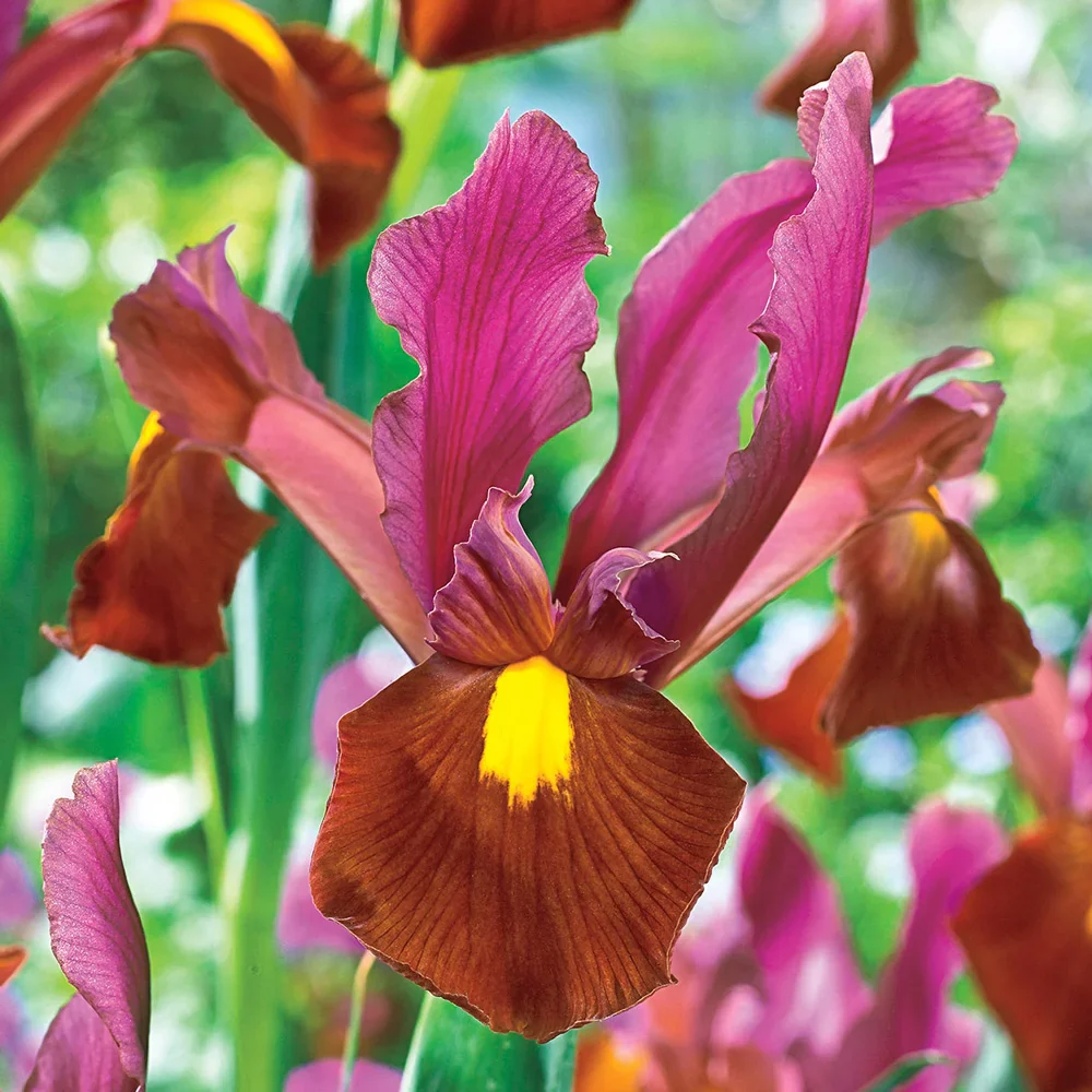 Dutch Iris Red Ember - Image 2