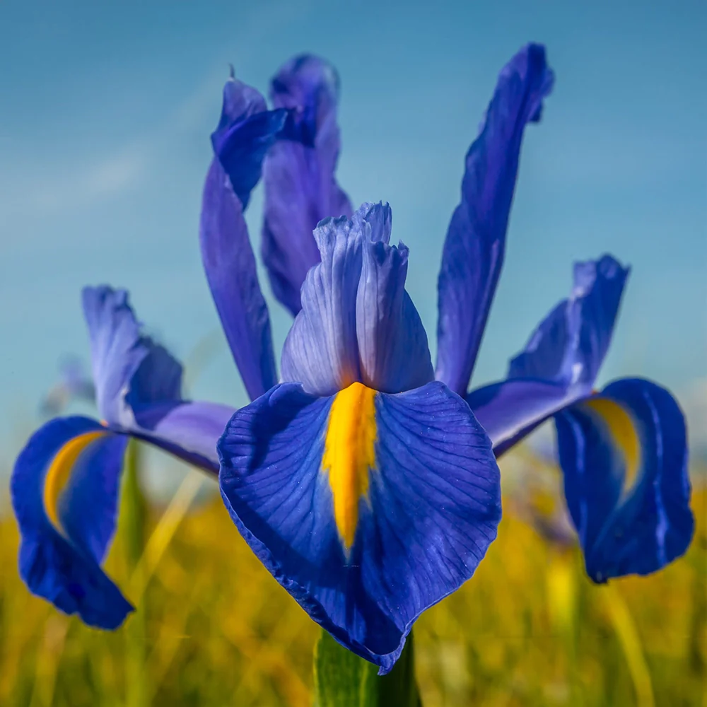 Dutch Iris Sapphire Beauty - Image 3