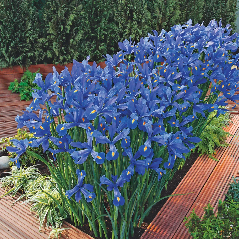 Dutch Iris Sapphire Beauty - Image 4