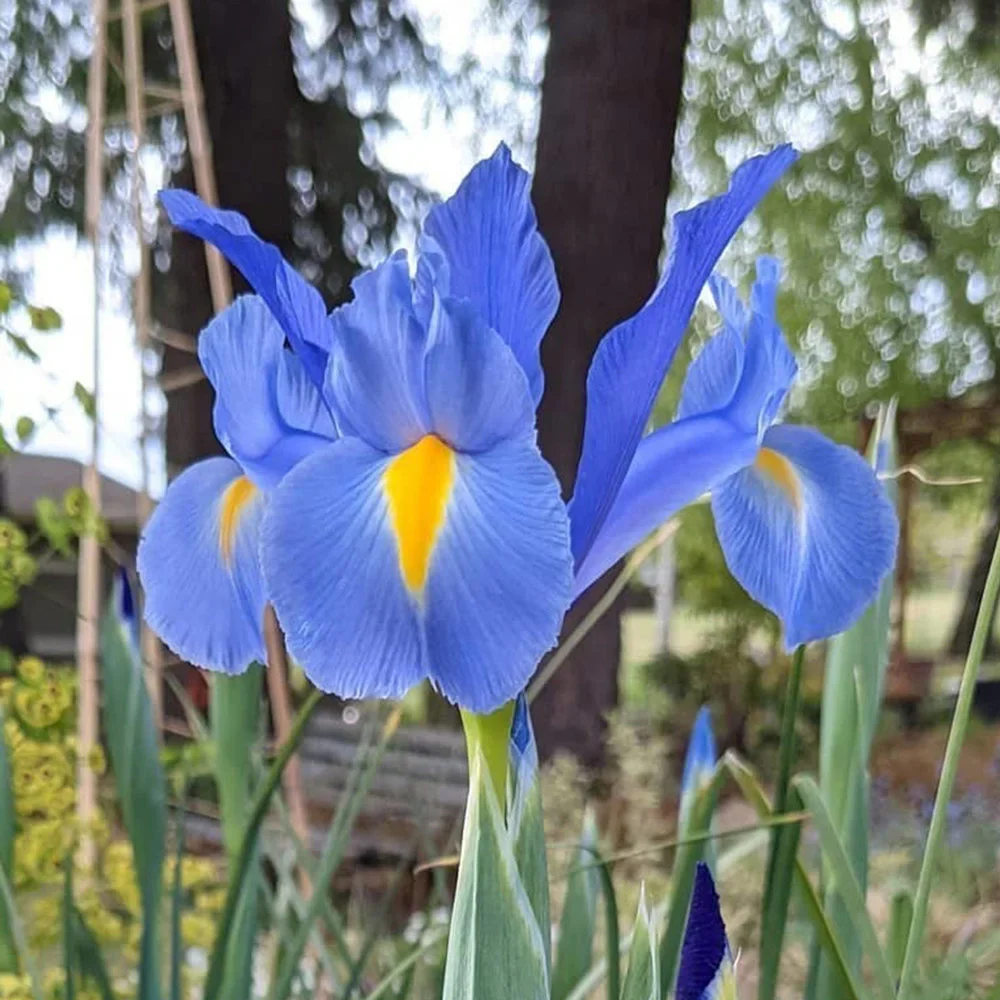 Dutch Iris Sapphire Beauty - Image 5