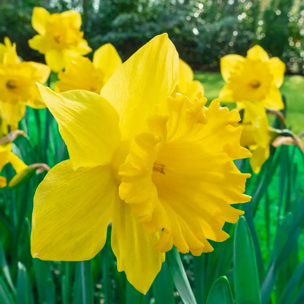 Trumpet Daffodil Dutch Master