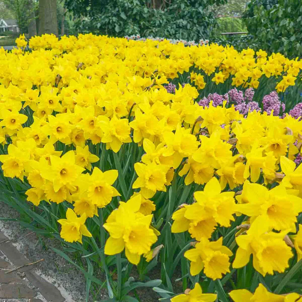 Trumpet Daffodil Dutch Master - Image 6