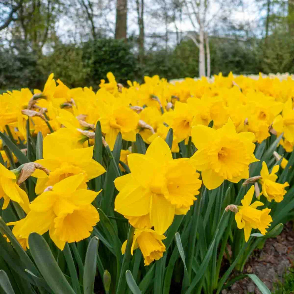 Trumpet Daffodil Dutch Master - Image 8