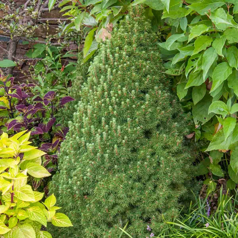 Dwarf Alberta Spruce Tree