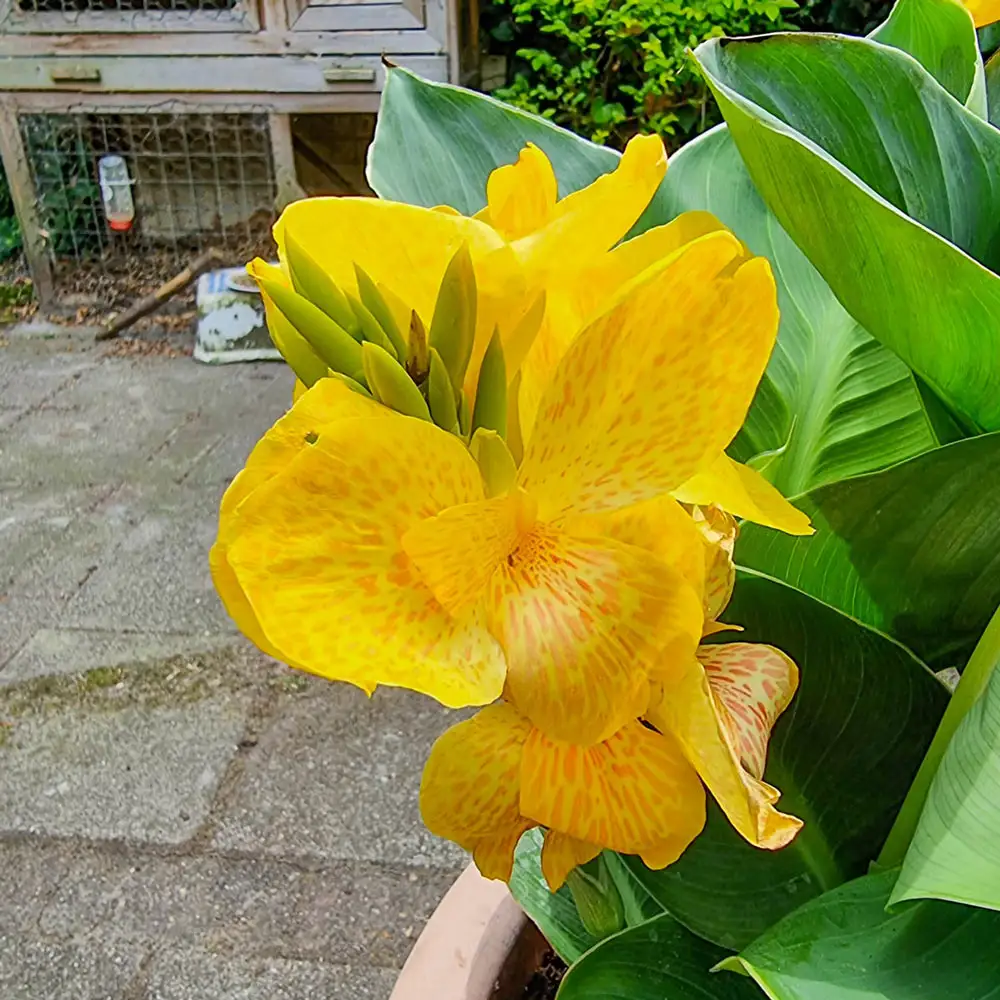 Dwarf Canna CannaSol Happy Emily - Image 2