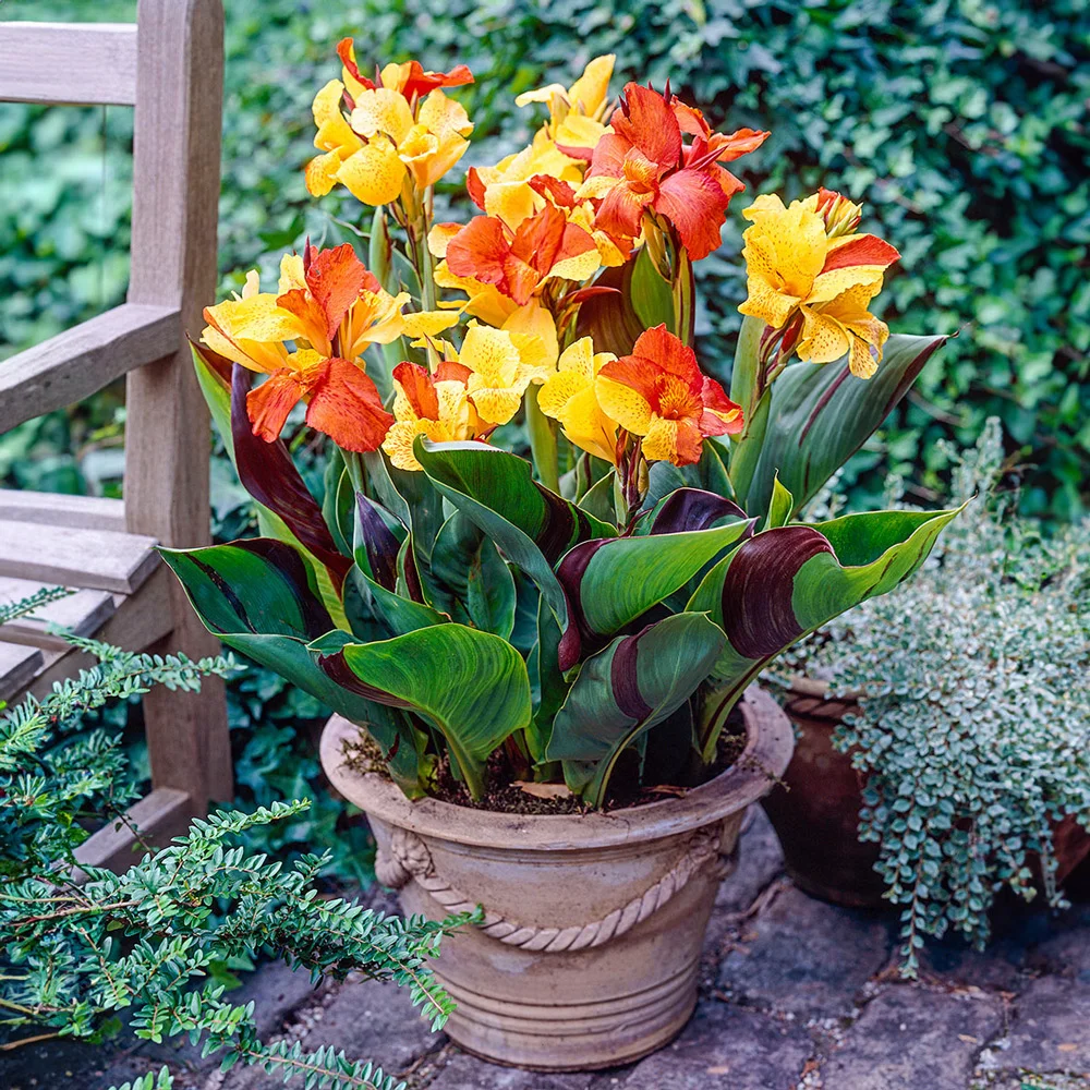 Variegated Dwarf Canna Cleopatra
