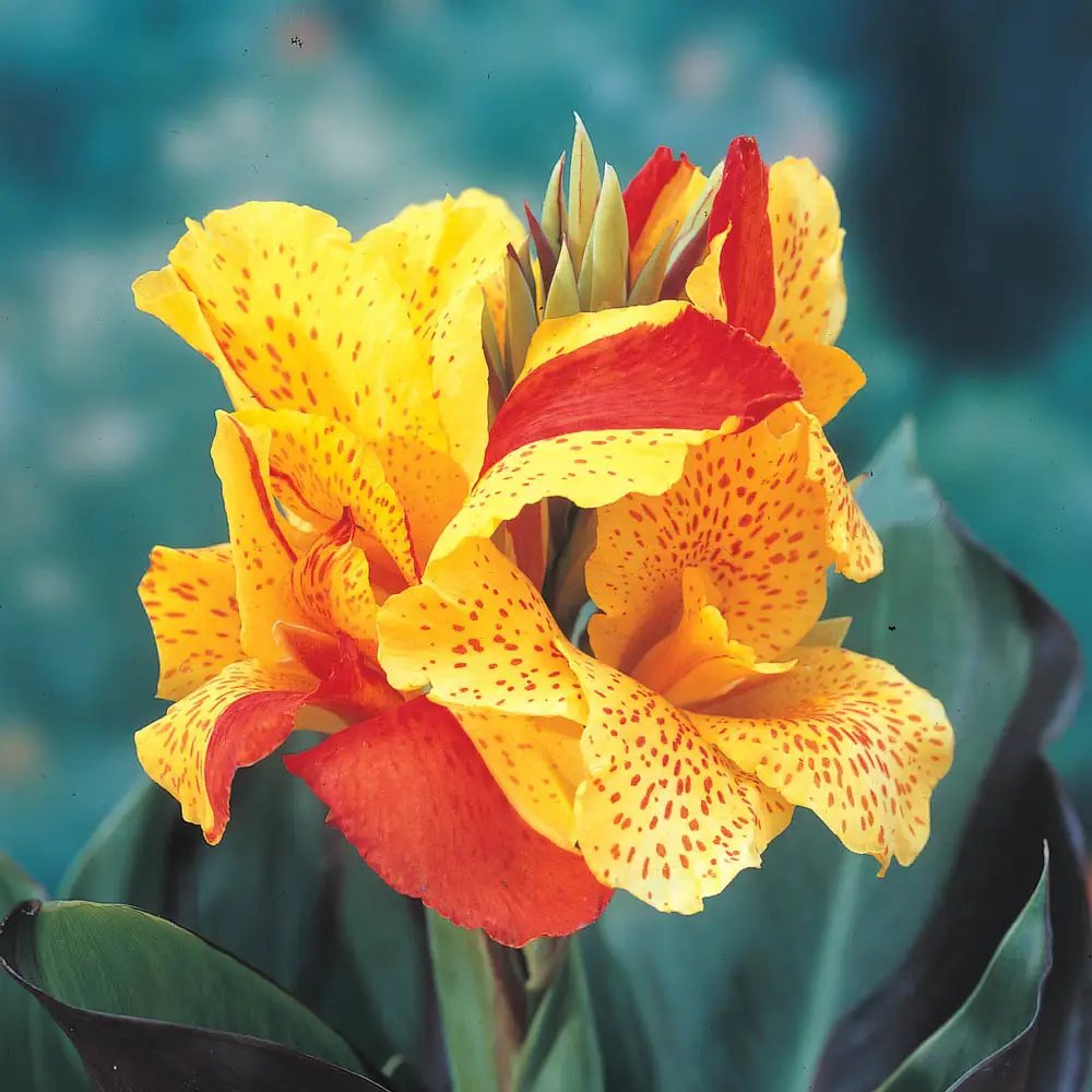 Variegated Dwarf Canna Cleopatra - Image 3