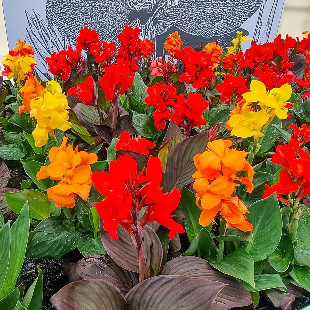 Dwarf Cannas Mixed - Image 2