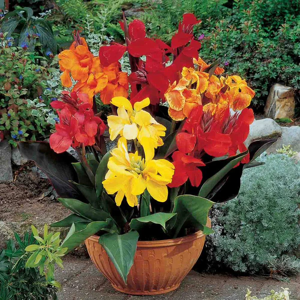 Dwarf Cannas Mixed - Image 3