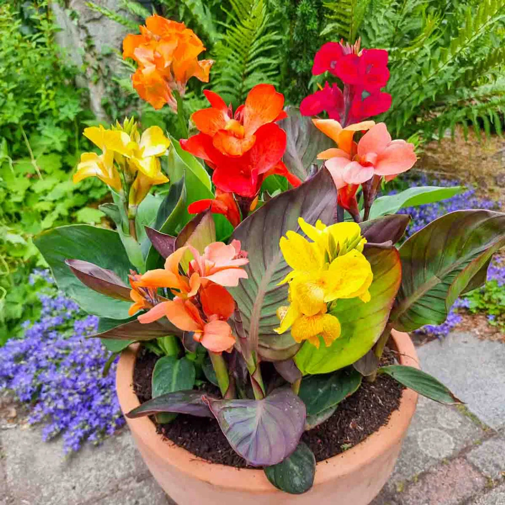 Dwarf Cannas Mixed - Image 4