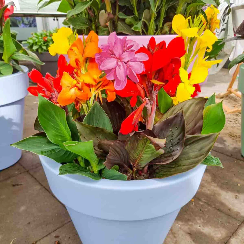 Dwarf Cannas Mixed - Image 5