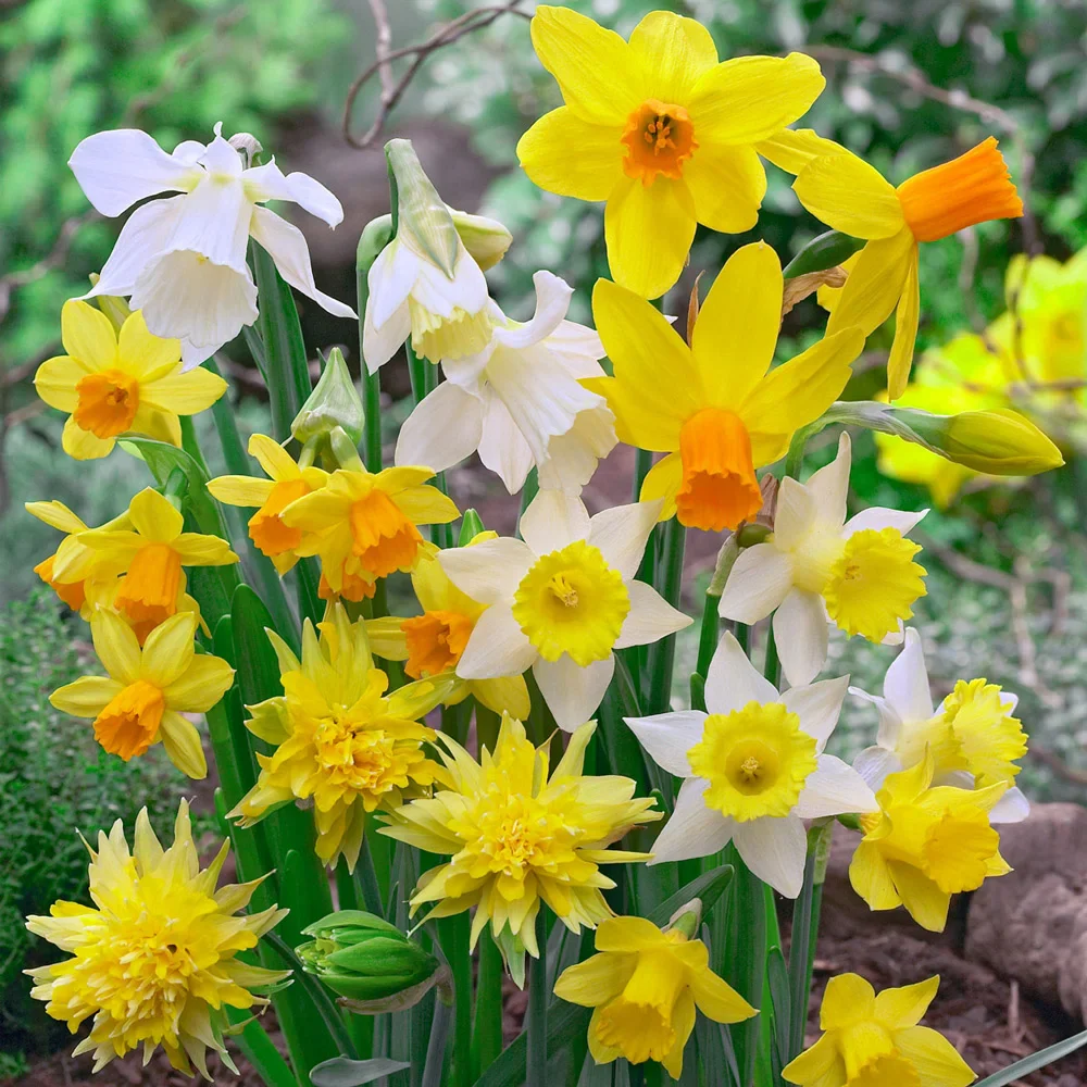 Dwarf Daffodil Mixture