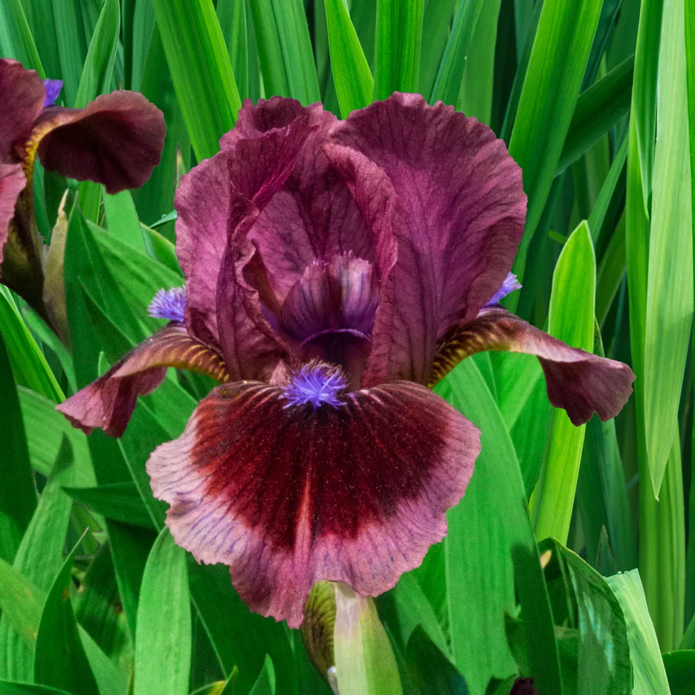 Dwarf German Iris Cat's Eye - Image 2