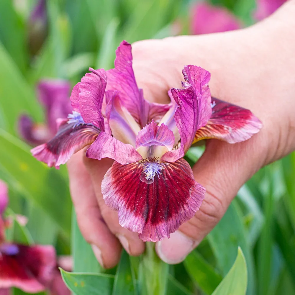 Dwarf German Iris Cat's Eye - Image 3