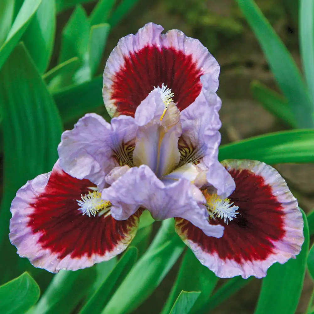 Dwarf German Iris Going In Circles - Image 3