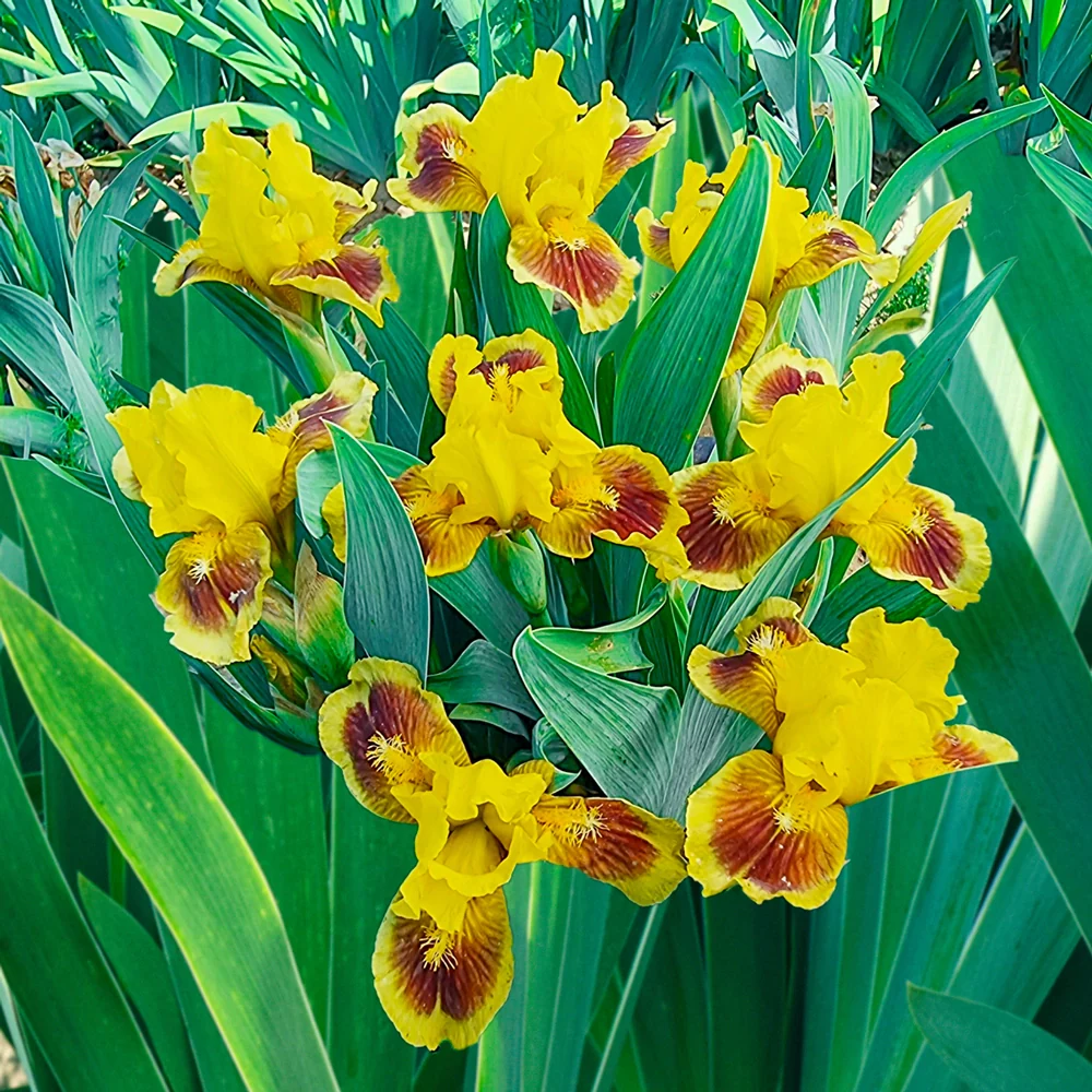 Dwarf German Iris Ultimate - Image 3