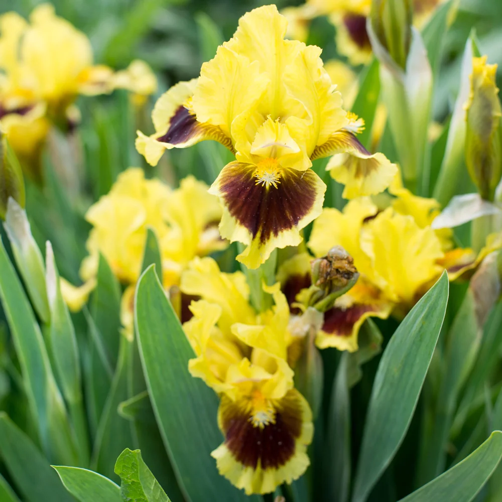 Dwarf German Iris Ultimate - Image 4