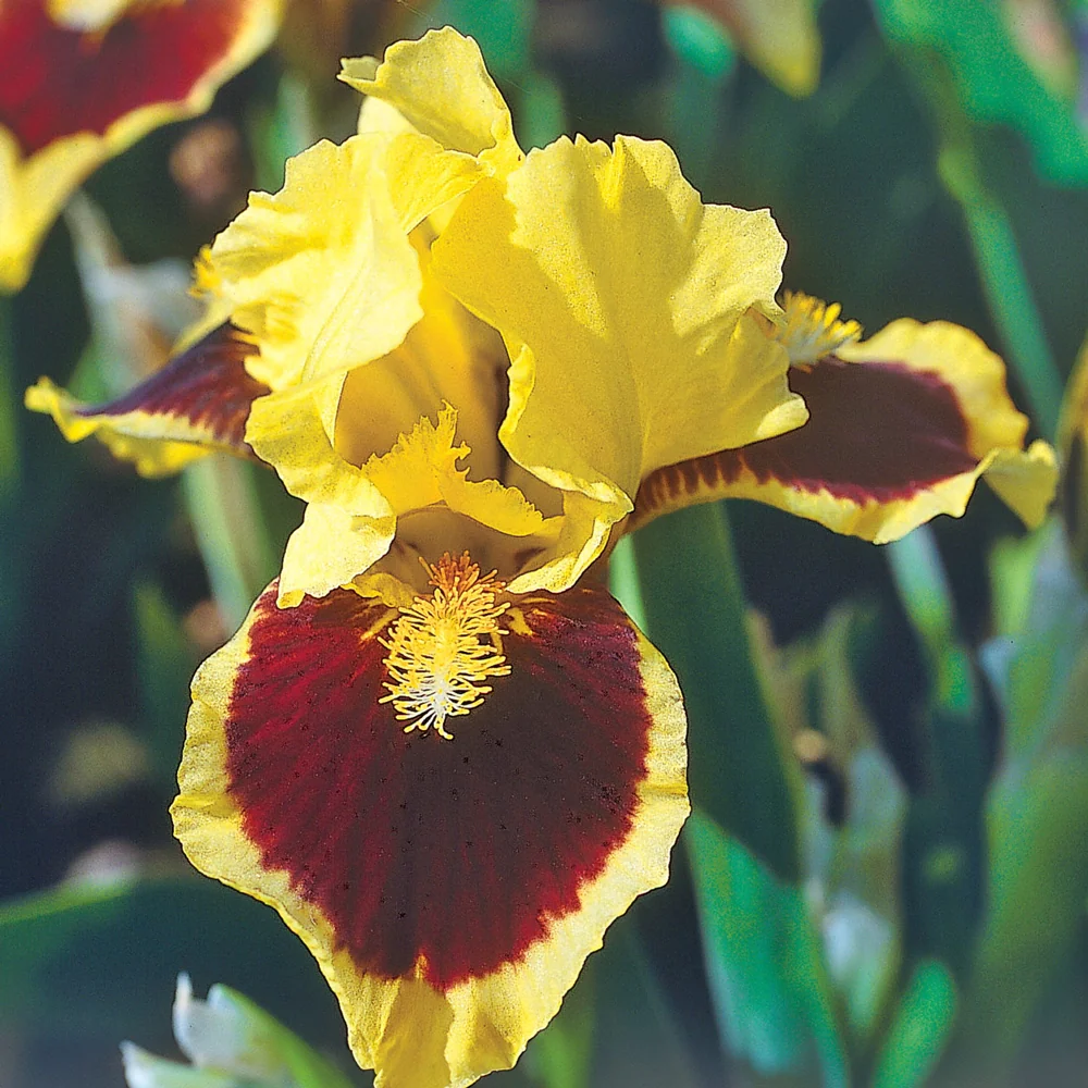 Dwarf German Iris Ultimate - Image 5