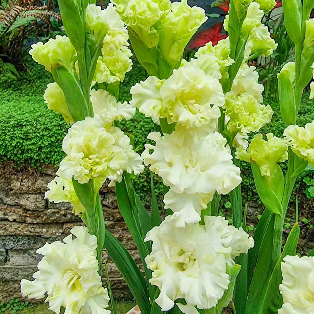 Dwarf Gladiolus Octopus - Image 3
