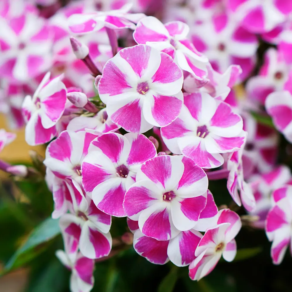 Dwarf Reblooming Phlox Bambini® Candy Crush - Image 3