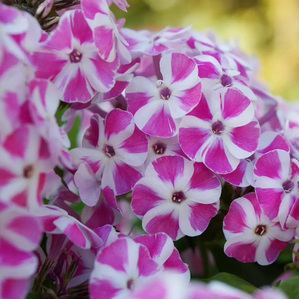 Dwarf Reblooming Phlox Bambini® Candy Crush - Image 4