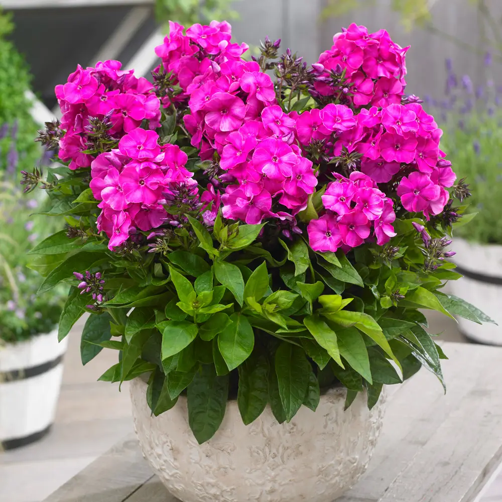 Dwarf Reblooming Phlox Bambini® Primadonna - Image 2