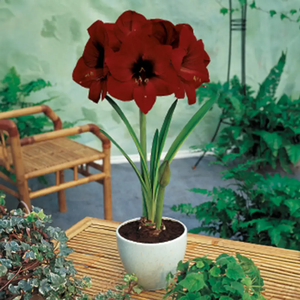 Single Amaryllis Eruption - Image 3