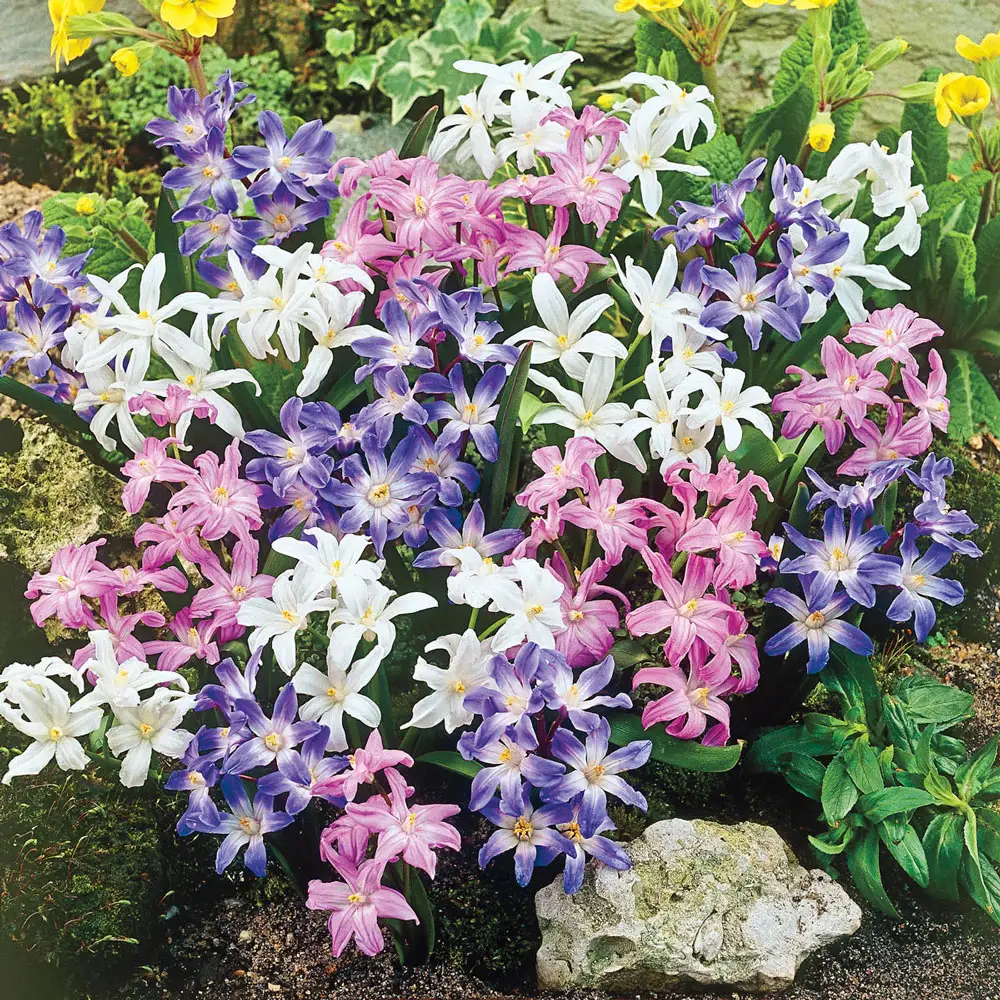 Early Snow Glories Mix - Image 2