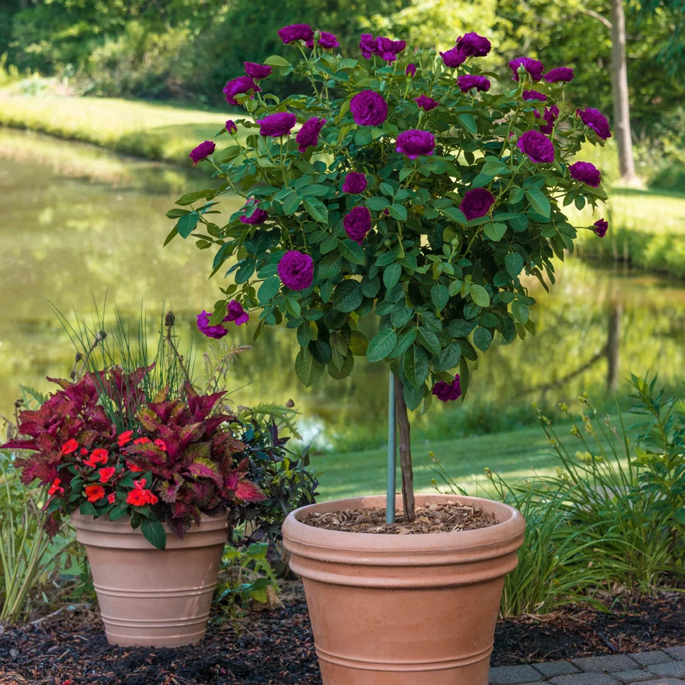 36" Tree Rose Ebb Tide®