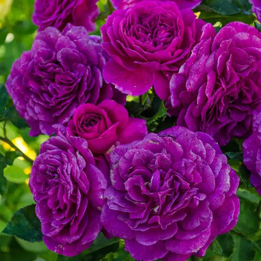 36" Tree Rose Ebb Tide® - Image 2