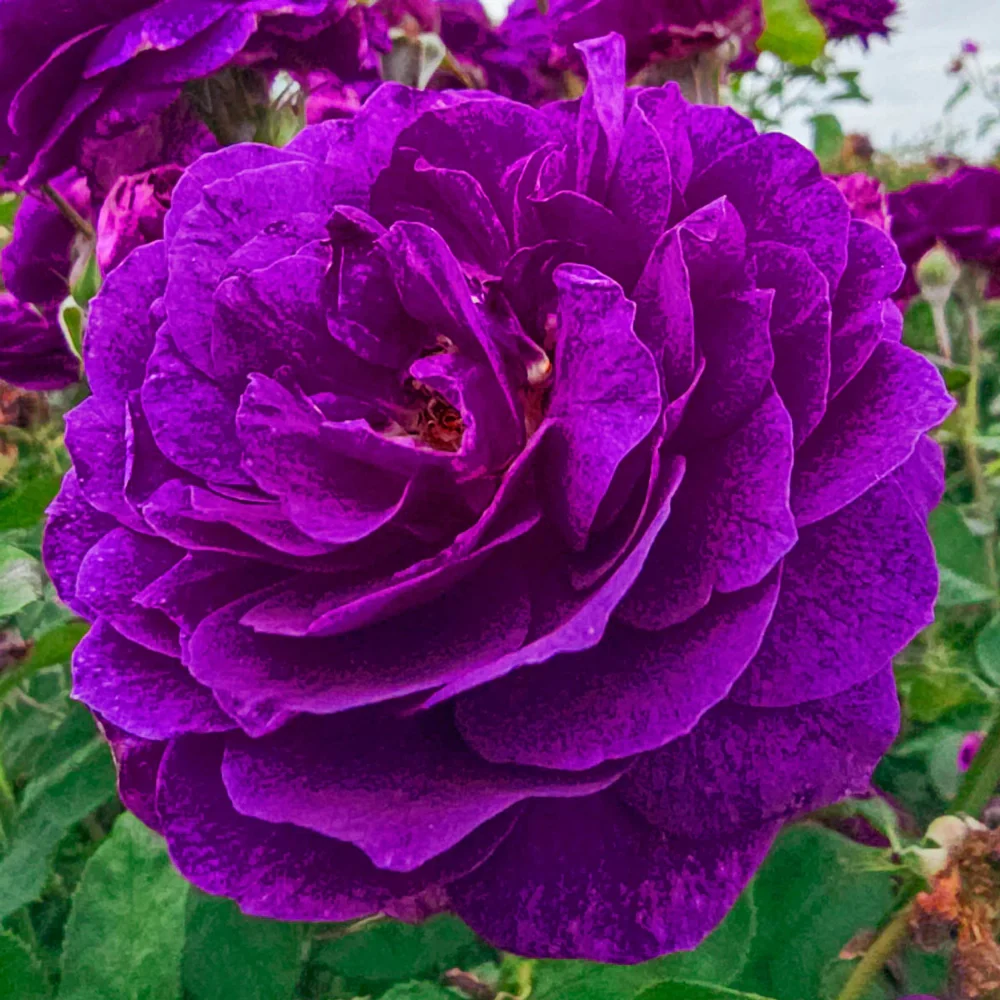 36" Tree Rose Ebb Tide® - Image 6