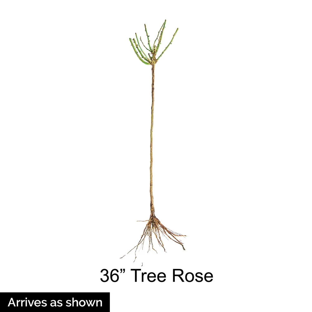 36" Tree Rose Falling In Love™ - Image 4