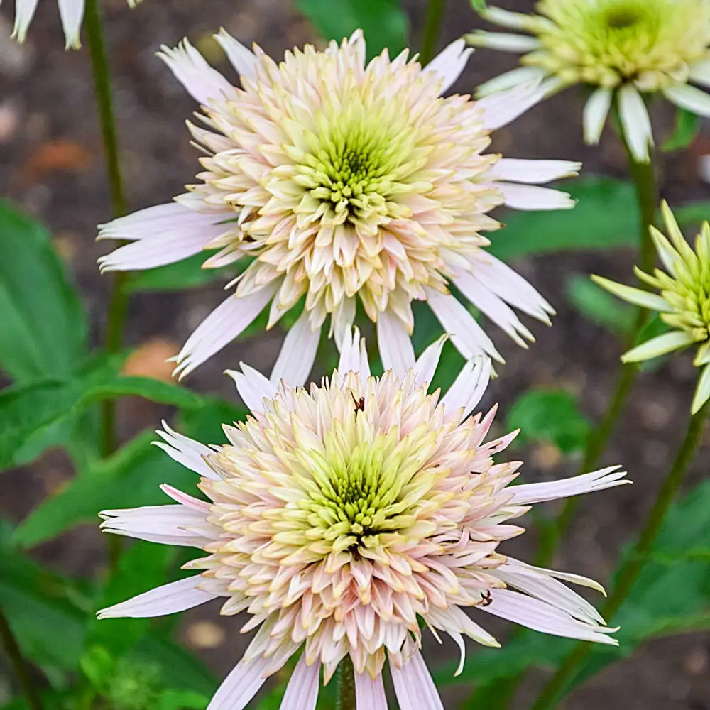 Echinacea Cherry Fluff - Image 2