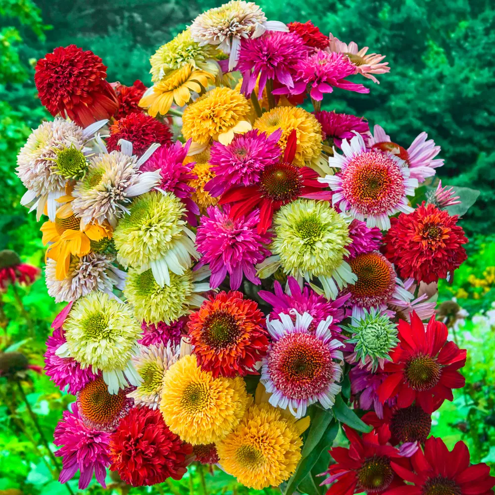 Echinacea Color Showtime Mix - Image 3