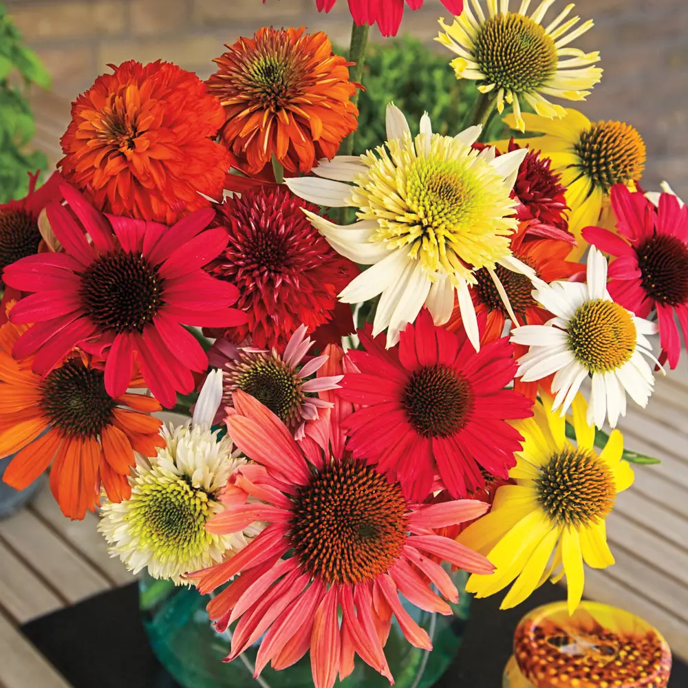 Echinacea Color Showtime Mix - Image 4